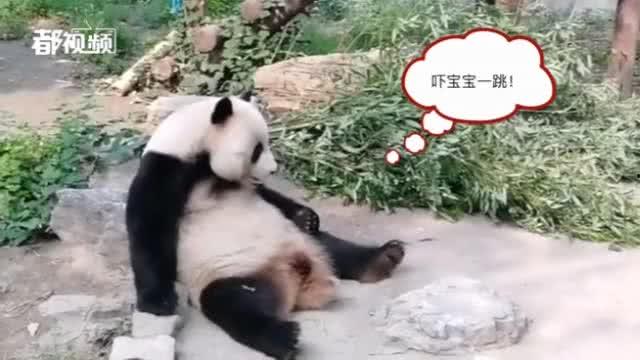 今日动物爆料最新消息,揭秘神秘生物新发现  第1张